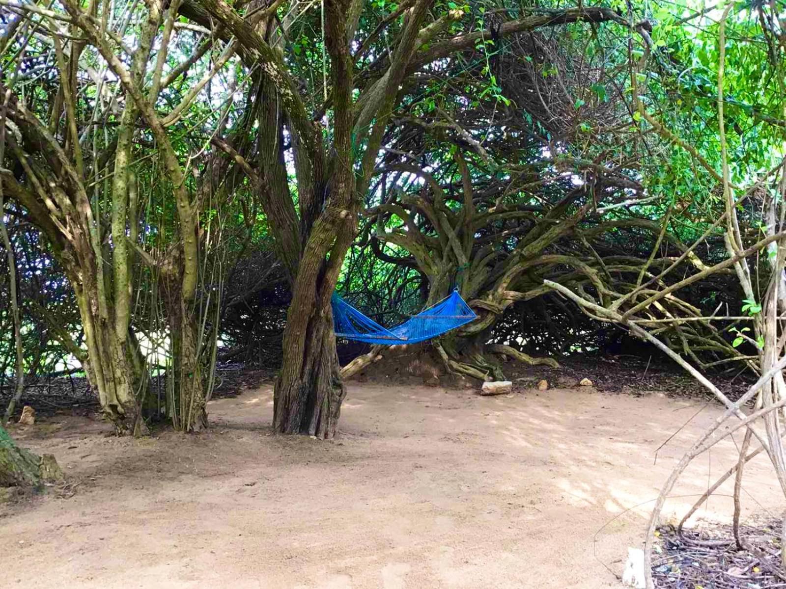 Hotel Yala Podi Hoona Bush Camp Esterno foto